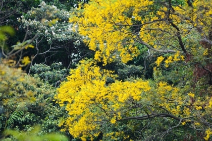 The flowers of Son Tra Peninsula are blooming into a sea. The flowers are so beautiful and intoxicating.