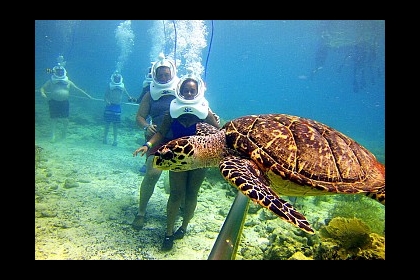 Cham Island Underwater Walking & Snorkeling Experience - Speedboat Transfer (Departing from Da Nang)